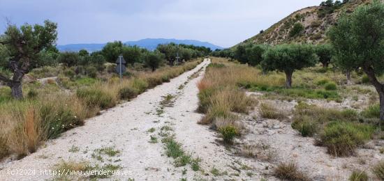 CASA DE CAMPO  CON 36000M2 DE TERRENO EN YÉCHAR - MURCIA