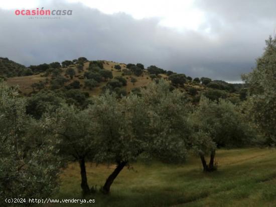 FINCA RUSTICA DE OLIVOS CON CORTIJOS Y NAVES - CORDOBA