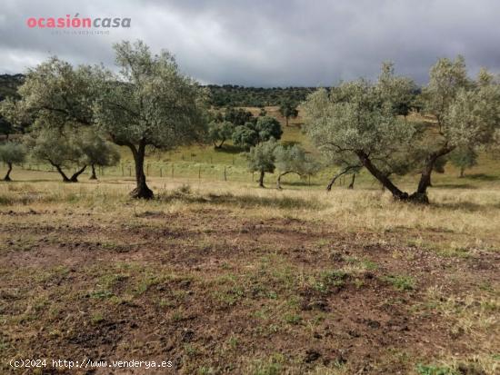 finca de olivos con sondeo - CORDOBA