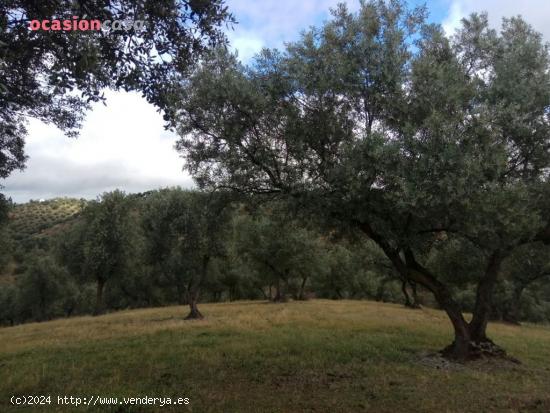 finca de olivos con sondeo - CORDOBA