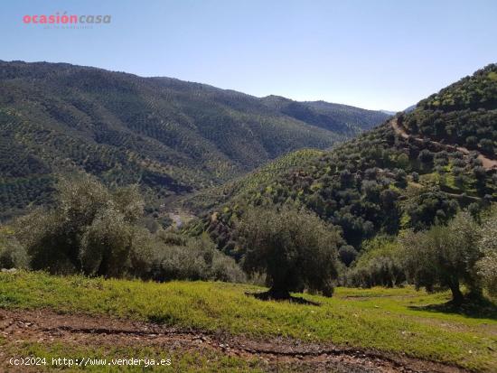 VENTA DE OLIVAR CON CORTIJO - CORDOBA