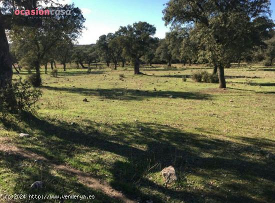  FINCA DE DEHESA - CORDOBA 