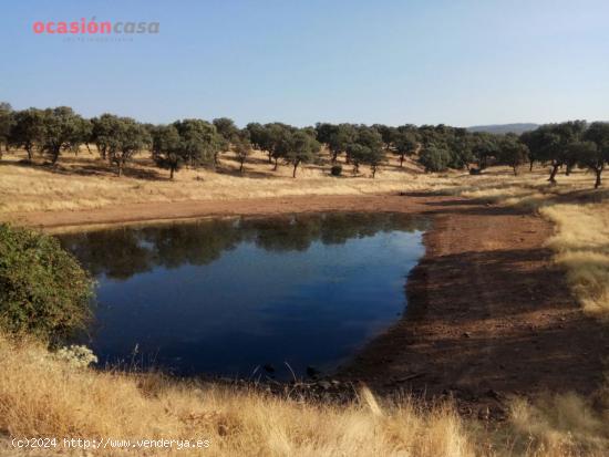 FINCA DE DEHESA - CORDOBA