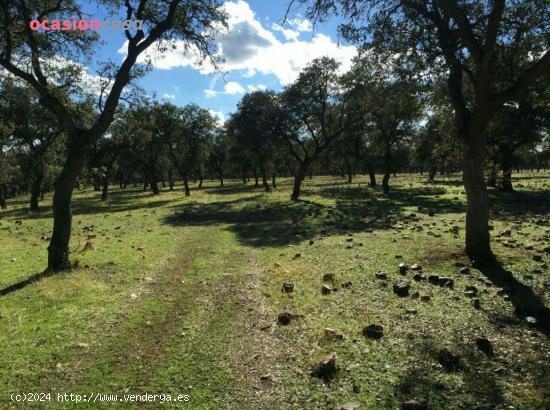 FINCA DE DEHESA - CORDOBA