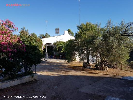 PARCELA DE OLIVOS EN LA CANALEJA - CORDOBA