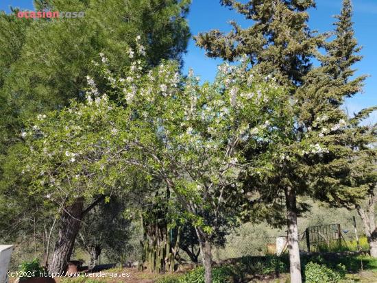 OLIVAR CON CORTIJO EN VENTA - CORDOBA