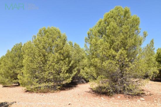 FINCA DE PINAR MADERABLE - GRANADA