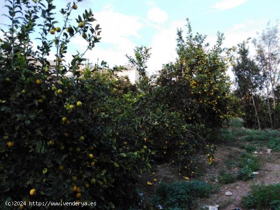 SE VENDE TERRENO RUSTICO EN PUENTE TOCINOS - MURCIA