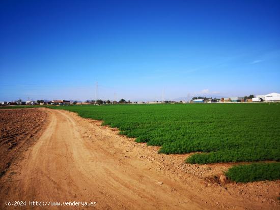 ESPECTACULAR FINCA RUSTICA - MURCIA