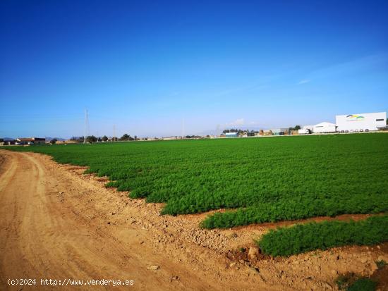 ESPECTACULAR FINCA RUSTICA - MURCIA