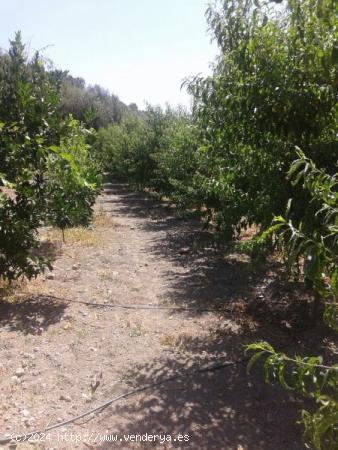 TERRENO CON CORTIJO EN VALOR - GRANADA