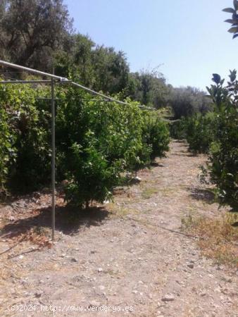 TERRENO CON CORTIJO EN VALOR - GRANADA