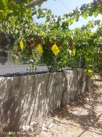 TERRENO CON CORTIJO EN VALOR - GRANADA