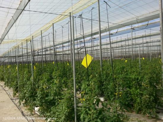  FINCA INVERNADA DE 10.740M2 DE VIGA DE HIERRO, VENTANAS DE VENTILACIÓN Y SITEMA DE RIEGO - GRANADA 