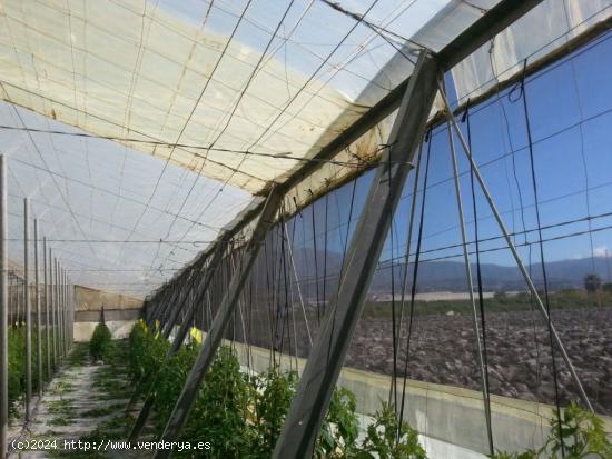 FINCA INVERNADA DE 10.740M2 DE VIGA DE HIERRO, VENTANAS DE VENTILACIÓN Y SITEMA DE RIEGO - GRANADA