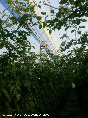 FINCA INVERNADA DE 10.740M2 DE VIGA DE HIERRO, VENTANAS DE VENTILACIÓN Y SITEMA DE RIEGO - GRANADA