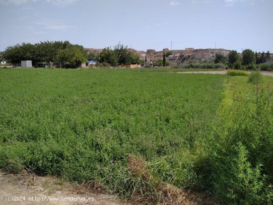 HUERTA DE REGADÍO EN TORRE ALTA - MURCIA