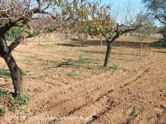 TERRENO EN VENTA A LA ENTRADA DEL PUEBLO. - CASTELLON