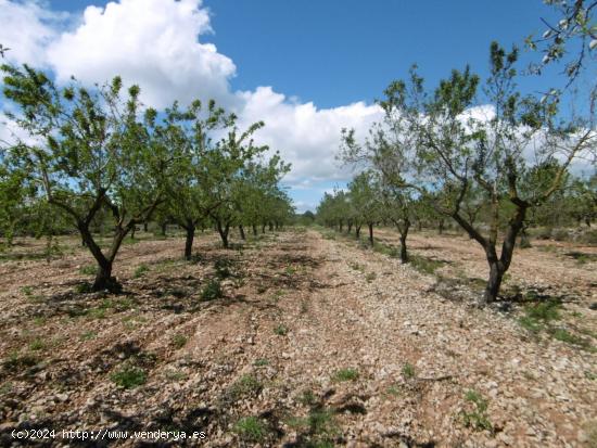 TERRENO EN VENTA CON BUEN ACCESO, LUZ Y AGUA CERCA - CASTELLON