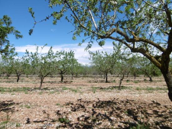 TERRENO EN VENTA CON BUEN ACCESO, LUZ Y AGUA CERCA - CASTELLON