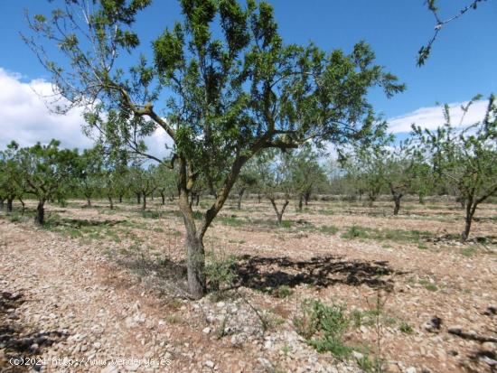 TERRENO EN VENTA CON BUEN ACCESO, LUZ Y AGUA CERCA - CASTELLON