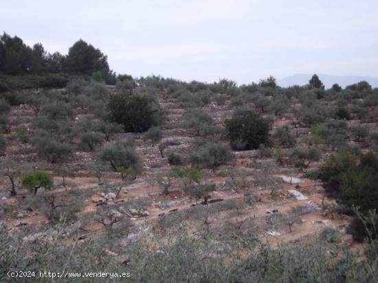  FINCA RUSTICA CON OLIVOS Y BUENAS VISTAS - CASTELLON 