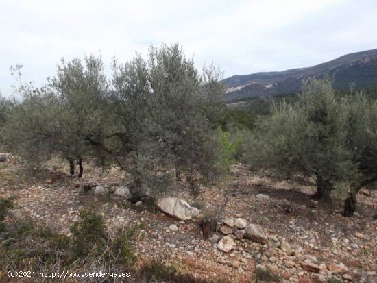 FINCA RUSTICA CON OLIVOS Y BUENAS VISTAS - CASTELLON