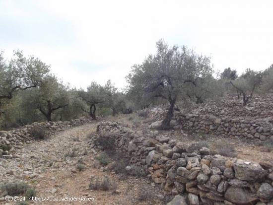 FINCA RUSTICA CON OLIVOS Y BUENAS VISTAS - CASTELLON