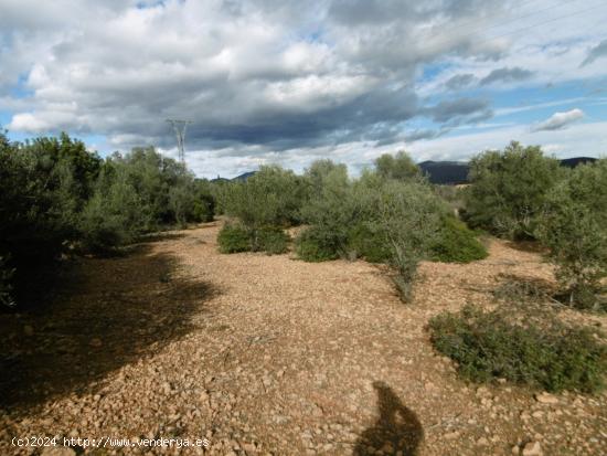 FINCA RUSTICA LLANA - CASTELLON