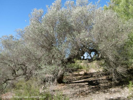 FINCA RUSTICA - CASTELLON