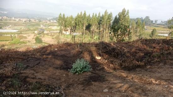 FINCA PARA PLANTACIÓN DE ALBARIÑO - PONTEVEDRA