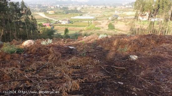 FINCA PARA PLANTACIÓN DE ALBARIÑO - PONTEVEDRA