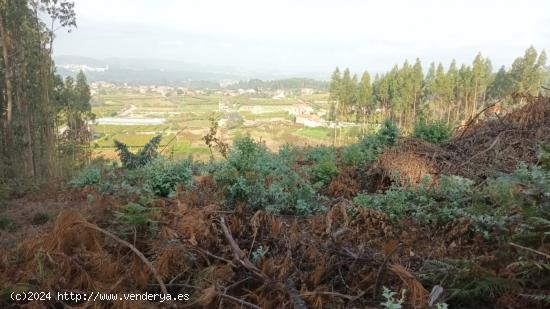 FINCA PARA PLANTACIÓN DE ALBARIÑO - PONTEVEDRA