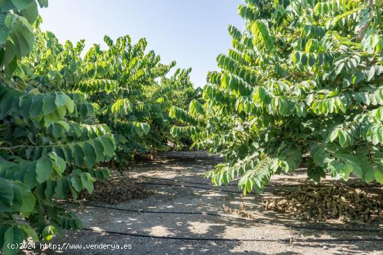  FINCA EN LAS ZORRERAS. - GRANADA 