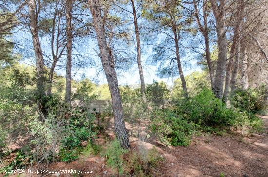  HERMOSA PARCELA PLANA CON VISTAS ABIERTAS EN FANADIX - ALICANTE 