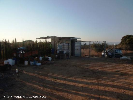 CAMPO VALLADO, CON NARANJOS Y CASETA PARA APEROS - VALENCIA