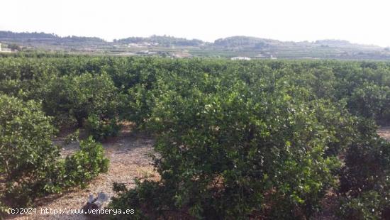  CAMPO DE NARANJOS CON CHALET - VALENCIA 