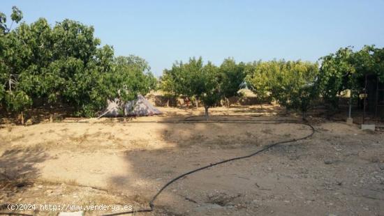 CAMPO DE NARANJOS CON CHALET - VALENCIA