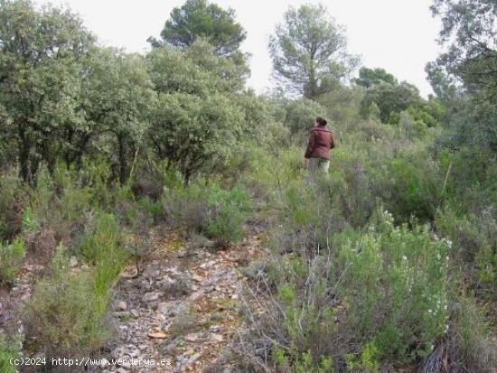 PARCELA EN NUEVA SIERRA, ALBALATE DE ZORITA - GUADALAJARA