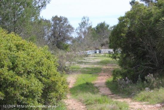 Finca rústica Oliva - VALENCIA