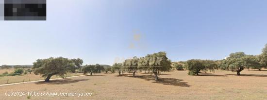 ZONA BELMEZ- Se vende finca agrícola de 39.000 m en total. - CORDOBA