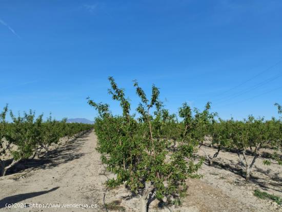  Terreno Agrario - Lébor, Totana - MURCIA 