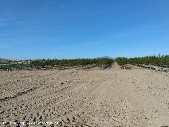 Terreno Agrario - Lébor, Totana - MURCIA