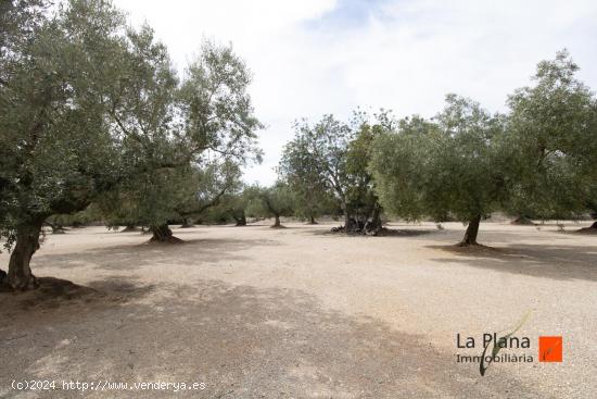 FINCA RUSTICA  LES COVES  CON CASETA EN VENTA EN LA GALERA (TARRAGONA) - TARRAGONA