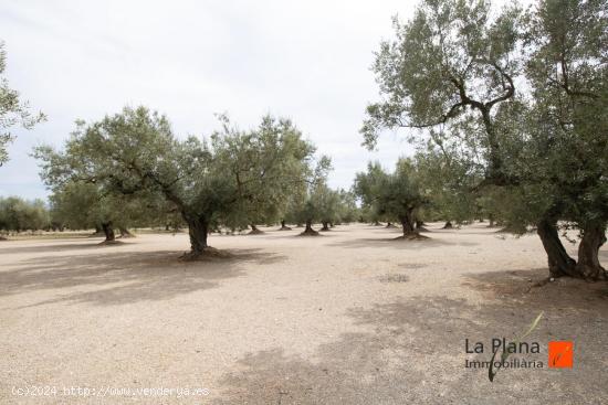 FINCA RUSTICA  LES COVES  CON CASETA EN VENTA EN LA GALERA (TARRAGONA) - TARRAGONA