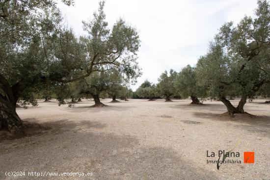 FINCA RUSTICA  LES COVES  CON CASETA EN VENTA EN LA GALERA (TARRAGONA) - TARRAGONA