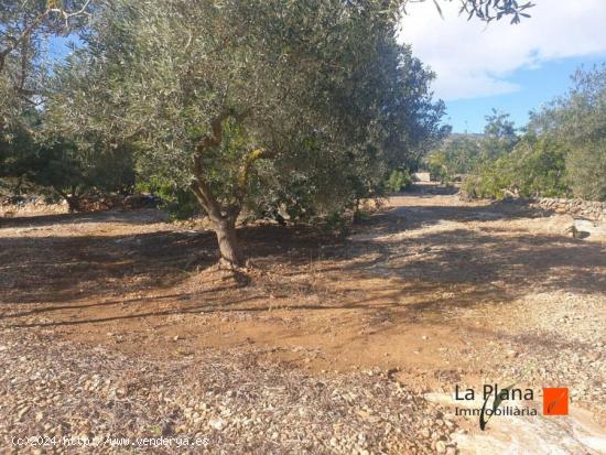 FINCA RUSTICA EN VENTA EN ALCANAR (TARRAGONA) - TARRAGONA