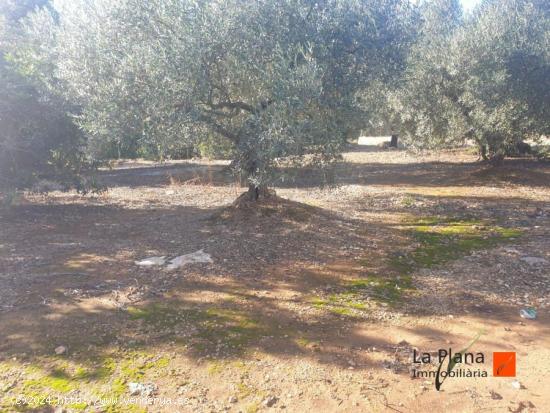 FINCA RUSTICA EN VENTA EN ALCANAR (TARRAGONA) - TARRAGONA