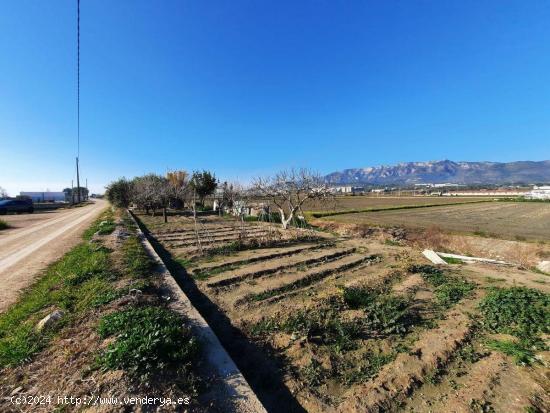 Finca Rústica cerca de la población. - TARRAGONA