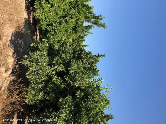 Finca rustica de 283000 m2.posibilidad montar placas fotovoltaicas - ALICANTE